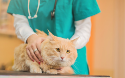 5 Common Mistakes in Cat Nutrition That Shorten a Cat’s Lifespan