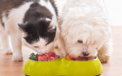 How to Transition Your Cats’ Diet Smoothly