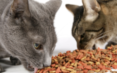 Feeding ONLY Dry Food Is Bad Even If Your Cat Looks Fine: Why Is Water Essential in Your Cat’s Diet?